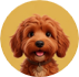 Teddy